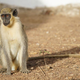 West African green monkey in Senegal.